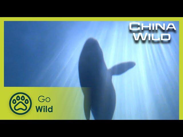 Wetlands | China Wild 4/5 | Go Wild