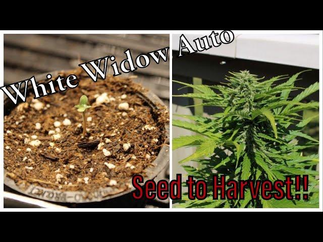 White Widow Auto | Outdoor | Seed to Harvest