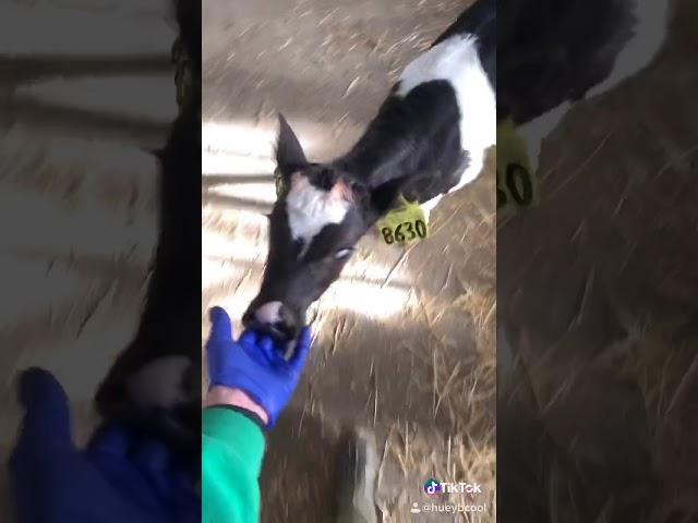 When it’s feeding time they’ll follow!
