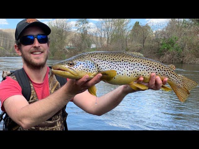 CLEAR RIVER fishing for GIANT TROUT (Brown Trout)