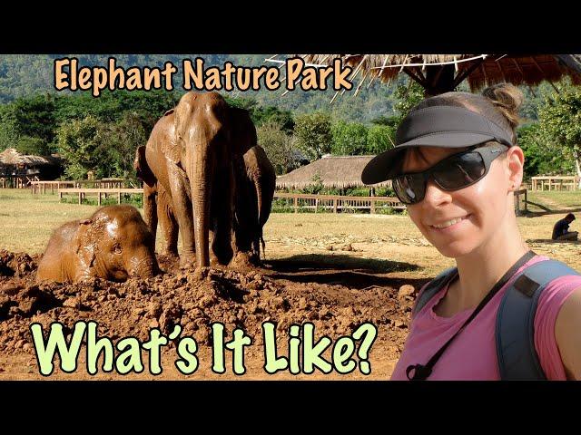 Volunteer Experience at Elephant Nature Park in Chiang Mai