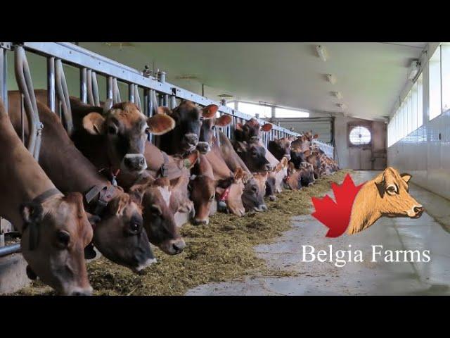 Belgia Farms ~ Dairy Farming In Canada