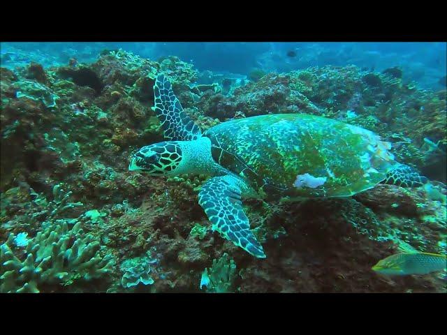 Diving Bali (Nusa Penida & Tulamben)