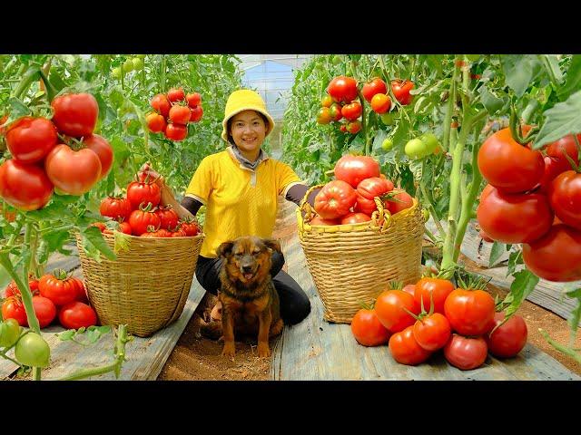 Harvesting Organic Tomatoes Garden Goes To Market Sell - Growing Tomato Plants | Tieu Lien