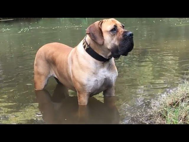 Molly the Boerboel Rogue Royalty Promotion