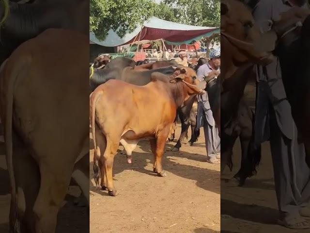 Lahore Mandi Visit #bull #cattle #fattening #livestock #bulls #farm #animals #feedlot #food #silage