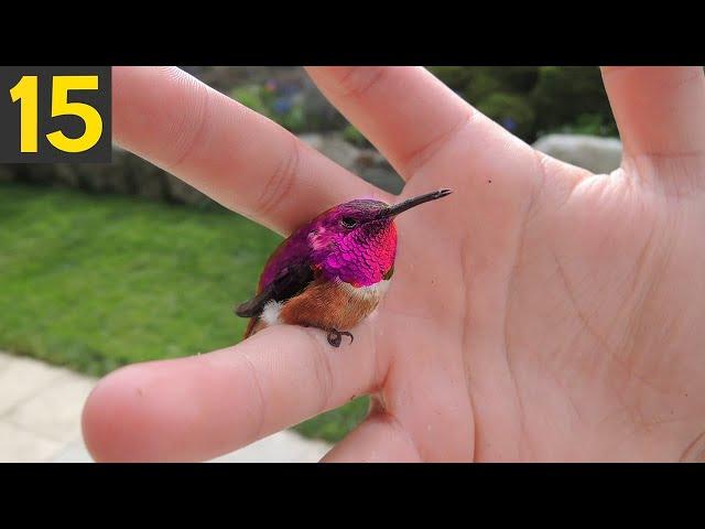 15 RAREST BIRDS In The World