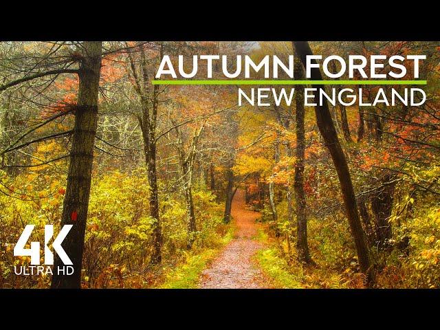 Gentle Sounds of Autumn Rain in the Woods & Murmur of Forest Stream - 4K Fall Foliage in New England