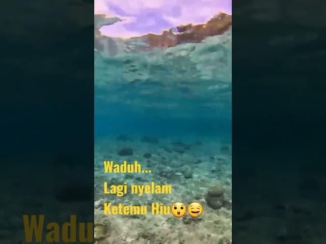 Waduh...Lagi nyelam ketemu Hiu , Ambyarrrr 