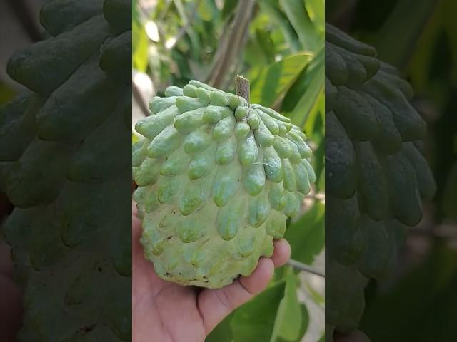 Mãng Cầu Đài Loan | Na Dứa | Mãng Cầu Ngọc Thiên OCOP | Vườn Năm Thiên | #shorts  #Custard Apple