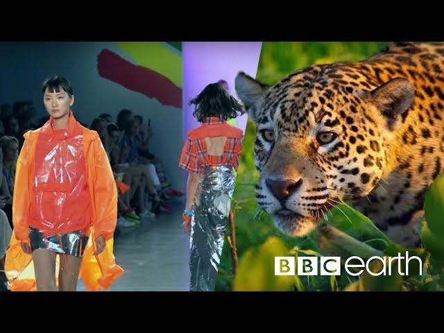 Can Fashion Be Sustainable? | BBC Earth