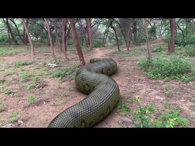 Biggest Snake Ever Found in Real Life Part-2 HD Video |TB FILMS