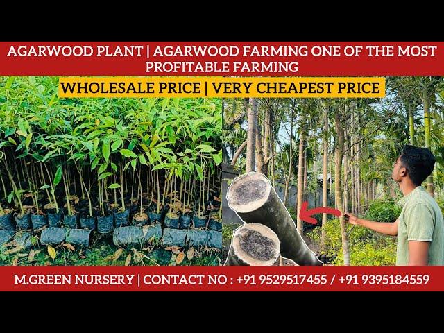 Agarwood plant nursery | Assam number one Agarwood wholesale nursery |very cheapest price #agarwood