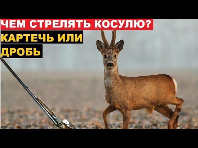 ️ЧЕМ СТРЕЛЯТЬ КОСУЛЮ? МОЙ ВАРИАНТ ПАТРОНОВ!