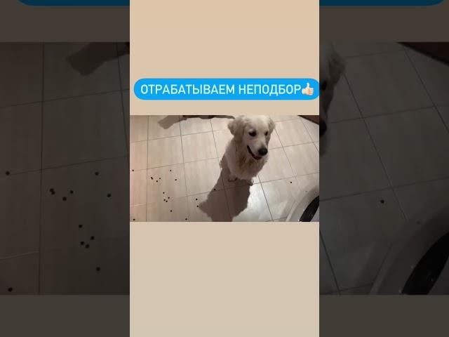 Отработка неподбора. Результаты обучения в школе Антуана Наджаряна