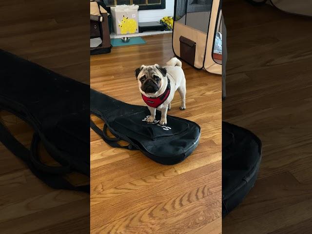 Pug vs Electric Bass Case: The winner is  #pug #puglife #pugs #electricbass #bass