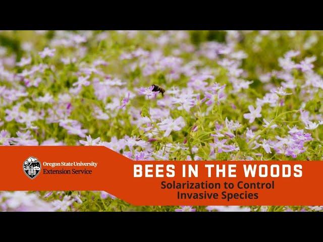 Bees in the woods: Using solarization to control invasive species