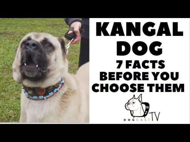 Before you buy a dog - THE KANGAL - 7 facts to consider! DogCastTV!