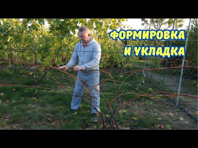 Обрезка и формировка виноградных кустов.