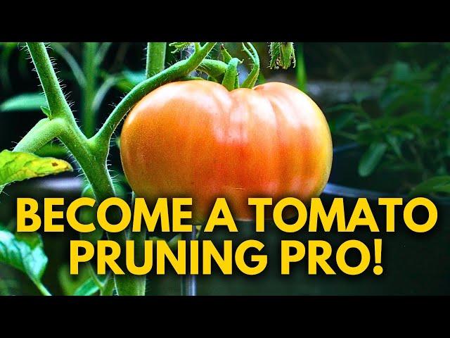 How to Prune Indeterminate Tomatoes & Identify Suckers