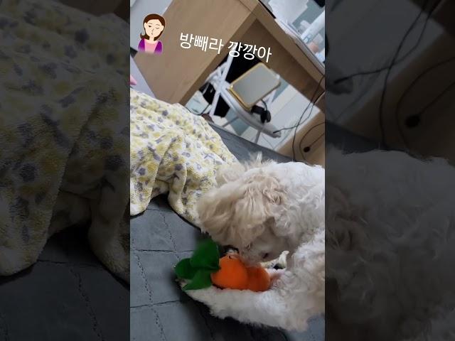 삑삑이 인형을 사랑하는 그 강아지, 우리집 말티푸