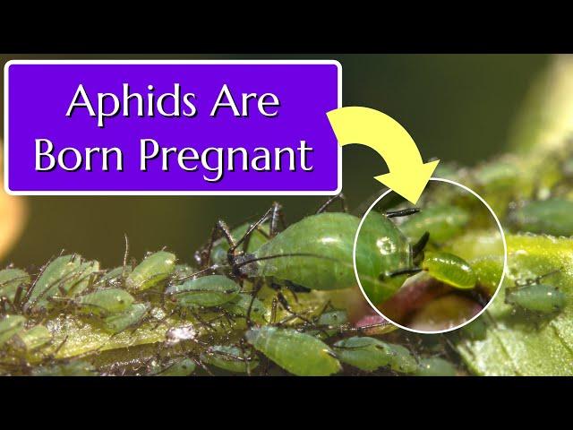 How to Get Rid of Aphids