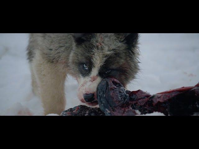 Geoffroy - Raised By Wolves (Official Video)