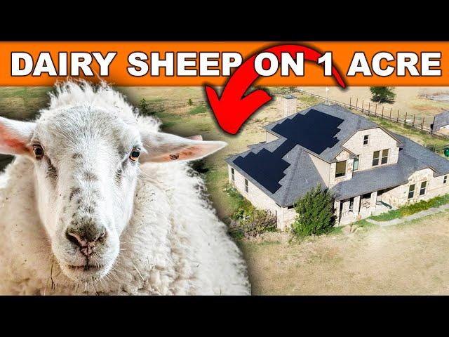 RAISING 6 DAIRY SHEEP ON 1.5 ACRES | Milk Sheep Farming HOMESTEAD on Pasture Small Scale Milking