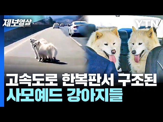 '위험천만' 고속도로 한가운데서 벌벌 떤 사모예드...구조하러 달려갔더니 [제보영상] / YTN