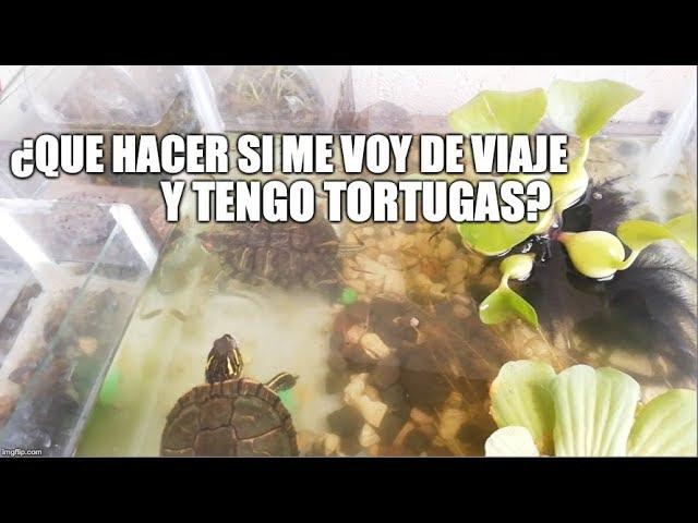 ¿que hacer si me voy de viaje y tengo tortugas?