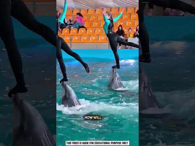 This Dolphin Performed for Empty Seats 