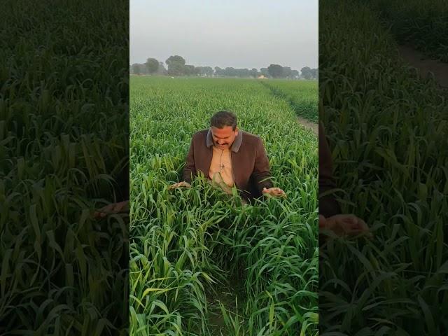 Wheat former in Pakistan now days  #wheat #agriculture #farming