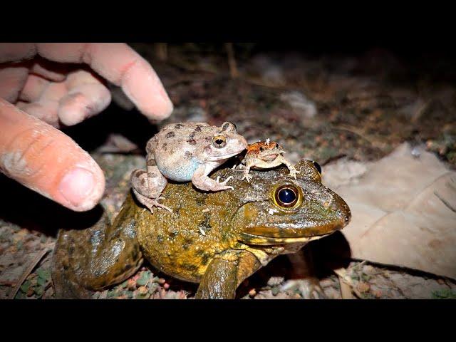 Catch frog jumping for fun | Catching big bull frogs funny | Catch a frog for fun | funny frogs