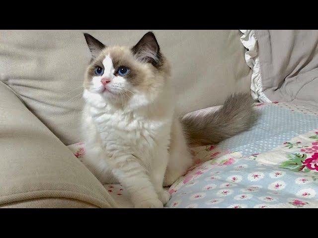 1400 Days of A Ragdoll Kitten from Poland [ENG SUB]