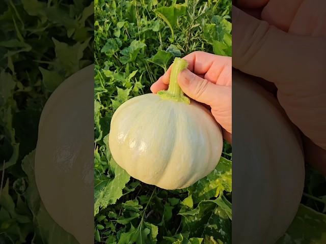내가직접기른 유기농 호박 첫 수확. 다양한 풋호박 때깔이 쥑이네~ #호박#유기농#korea