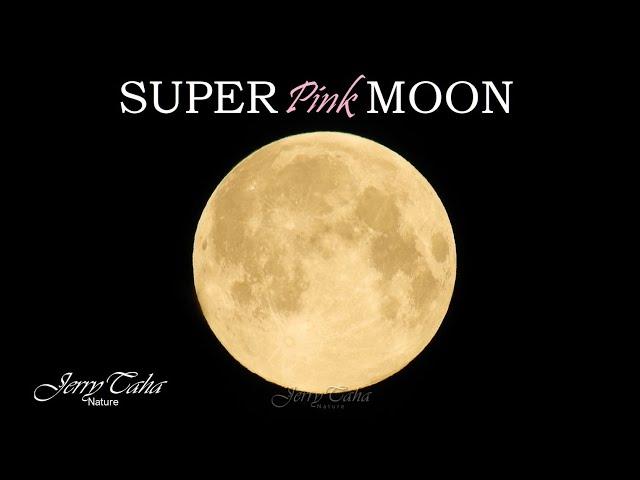 🟢 Super Pink Moon