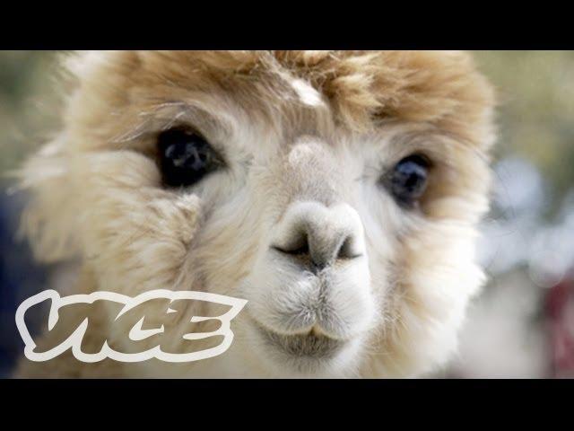 Cute Alpacas! | The Cute Show