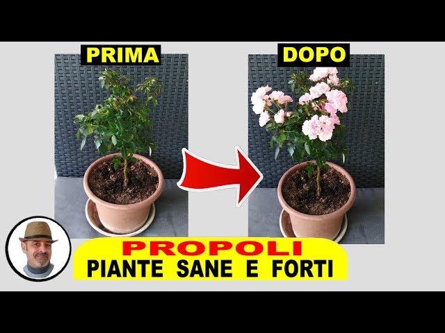 PROPOLI PIANTE FORTI E SANE