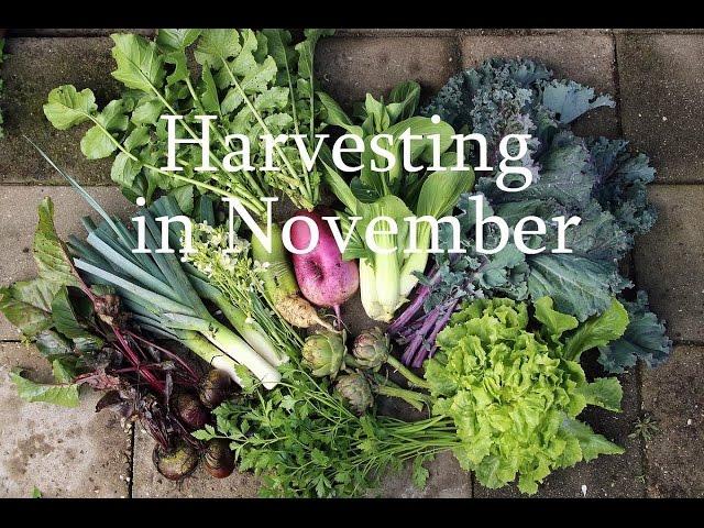 Harvesting in November