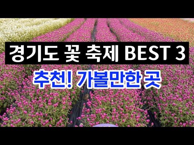 가을여행 추천!  경기도 꽃 축제 BEST 3ㅣ가을 꽃 축제, 가을 여행지 추천ㅣ당일치기 여행 가볼만한곳 소개ㅣ한탄강 생태경관단지, 임진강 댑싸리공원, 천만송이 천일홍 축제