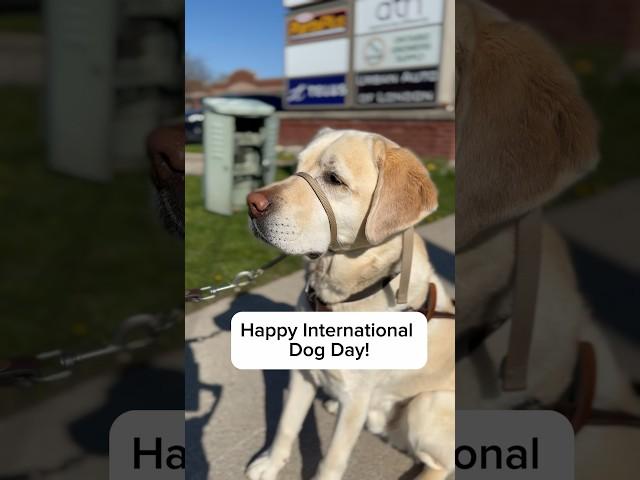 International Dog Day #doglover #dog #internationaldogday #cutedog #shorts #nonprofit