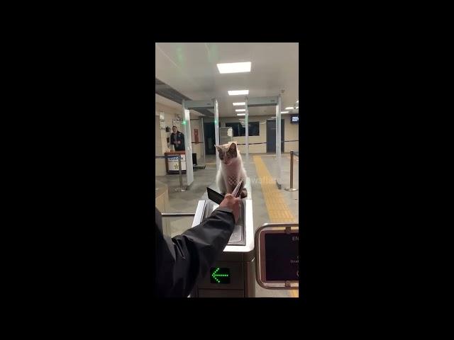 Guard cat oversees commuters entering subway station