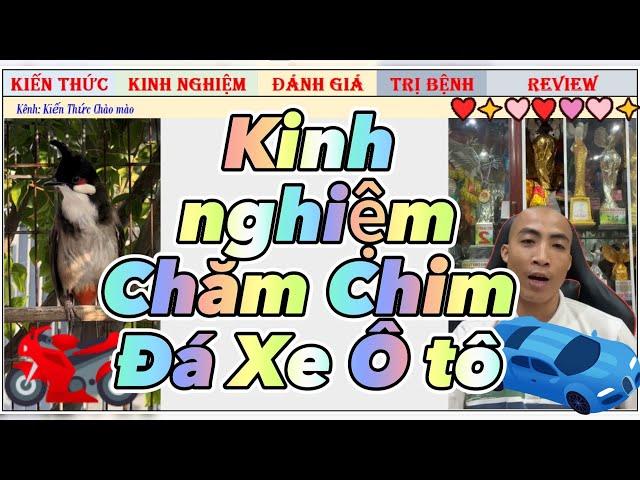 Kiến Thức chăm 1 CB chào mào Thi ổn định lấy giải của nghệ nhân Nhất Tiến Lập