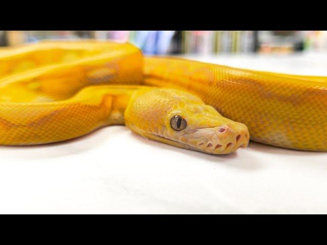 UNBOXING RARE RETICULATED PYTHONS! (CAN YOU GUESS THE GENES?)