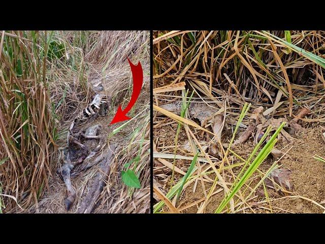 ONÇA PEGA BEZERRO NA MATA E COLOCA VAQUEIRO PARA CORRER 