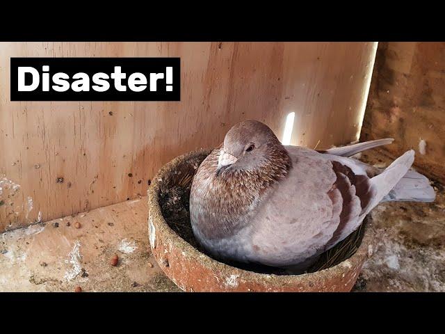 Pigeon breeding disaster