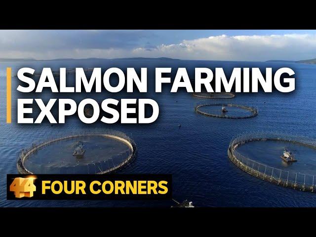 Salmon farming exposed: Does the industry’s ‘green image’ stack up? | Four Corners