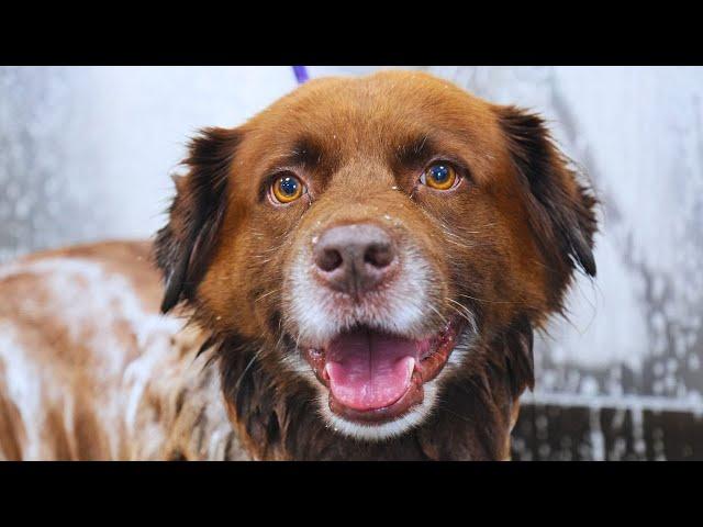 This Dog Is The Epitome Of.. "I'm Just Happy To Be Here"  | When Your Dog Gets SKUNKED