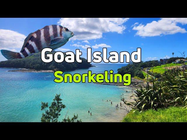 Goat Island Snorkeling 