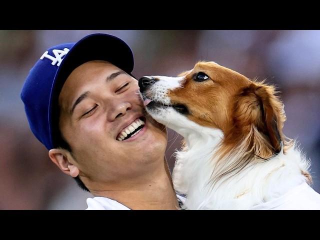 Shohei Ohtani's dog Decoy steals show by becoming first dog to deliver MLB first pitch